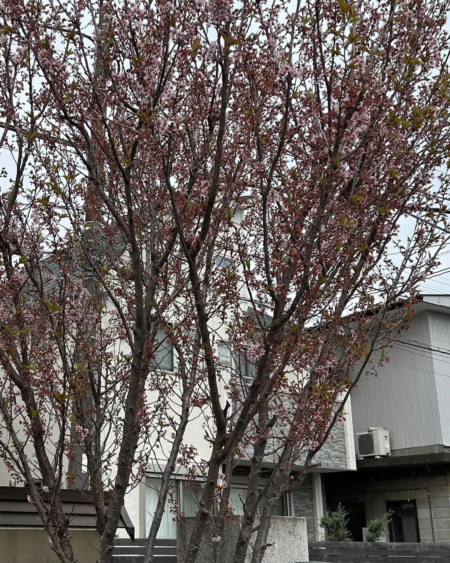 桜は入学式ではなく、卒業式のお花になってしまいました。